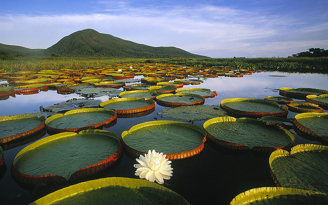 How do lily pads grow?